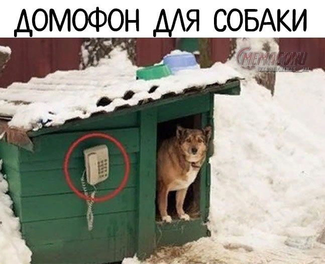 домофон мя СОБАКИ