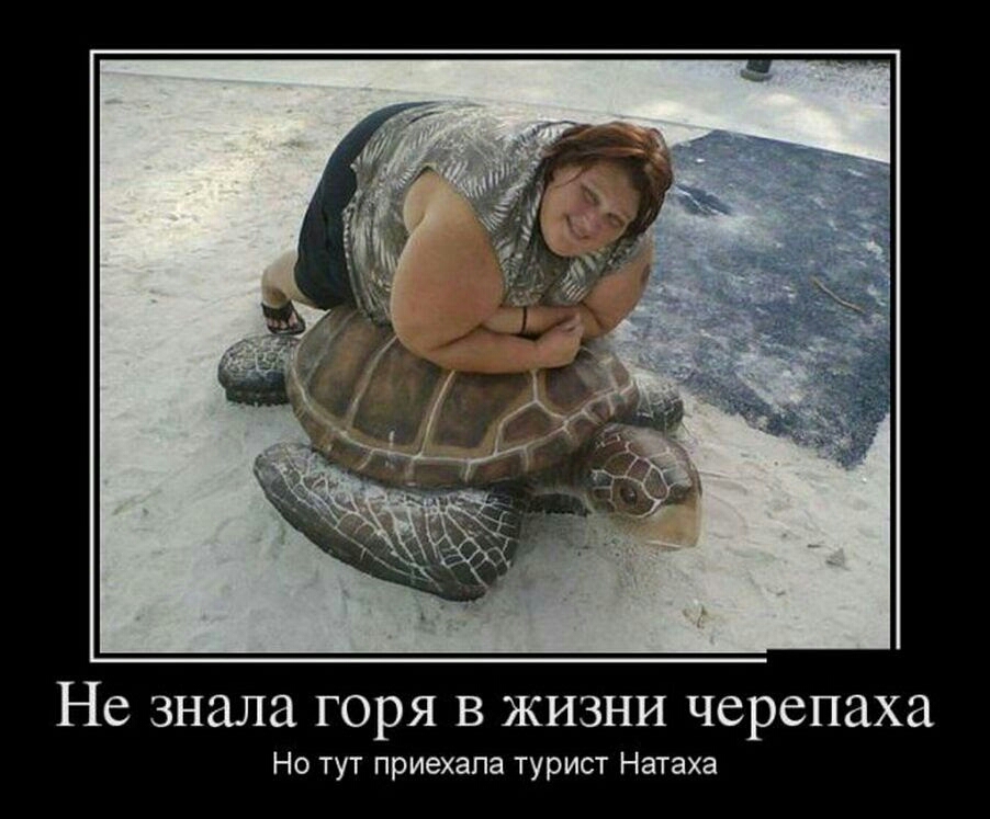 Не знала горя в жизни черепаха Но тут приехала турист Натаха