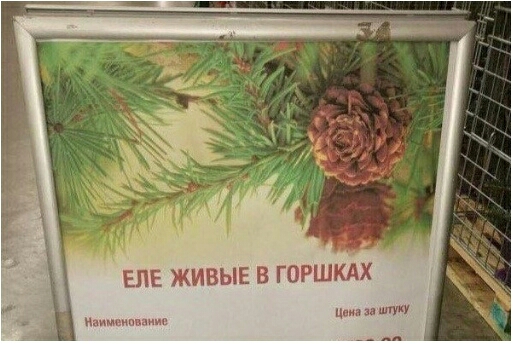 ЕПЕ ЖИВЫЕ В ГОРШКАХ Наинмипыичт ц и