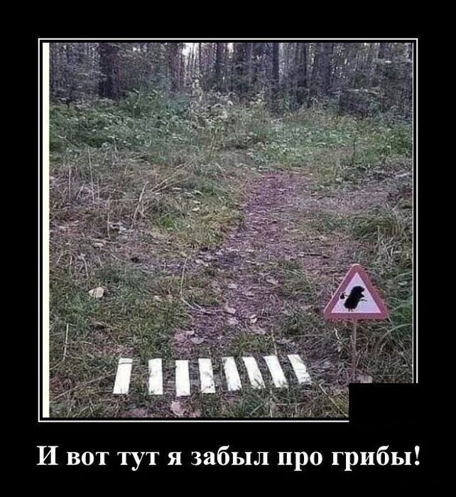 И вот тут я забыл про грибы