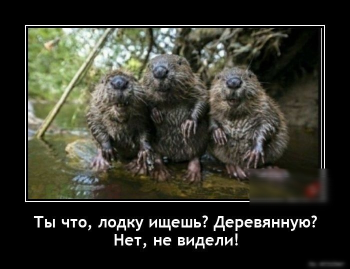 Ты что лодку ищешь деревянную Нет не видели