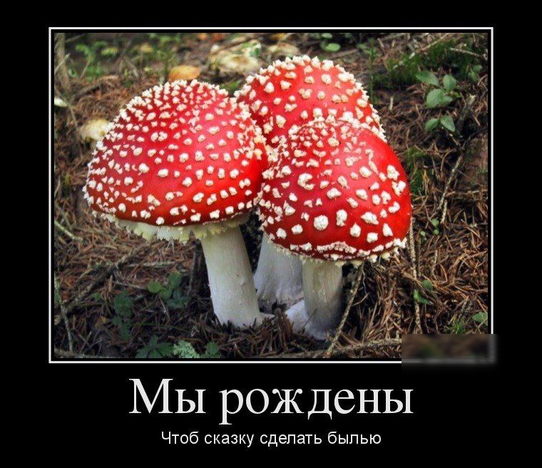 МЫ рождены Чтоб сказку сделать былью
