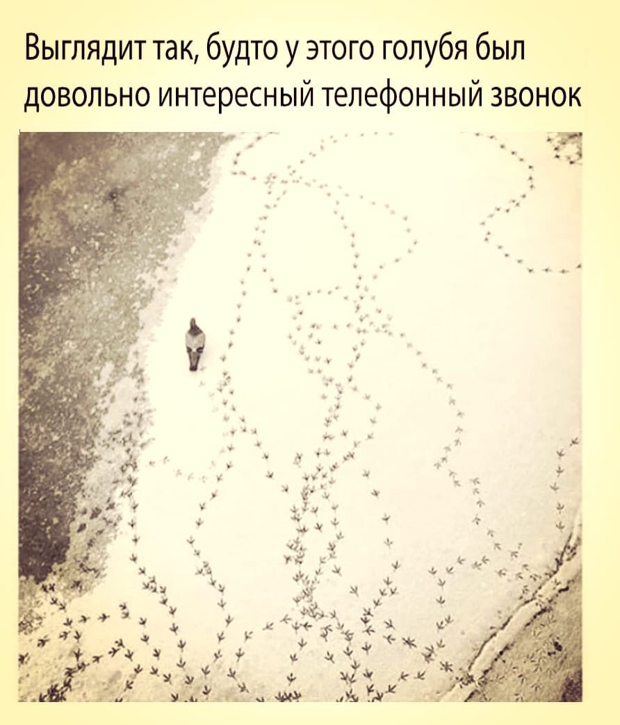 Выглядит так будто у этого голубя был довольно интересный телефонный звонок _ _