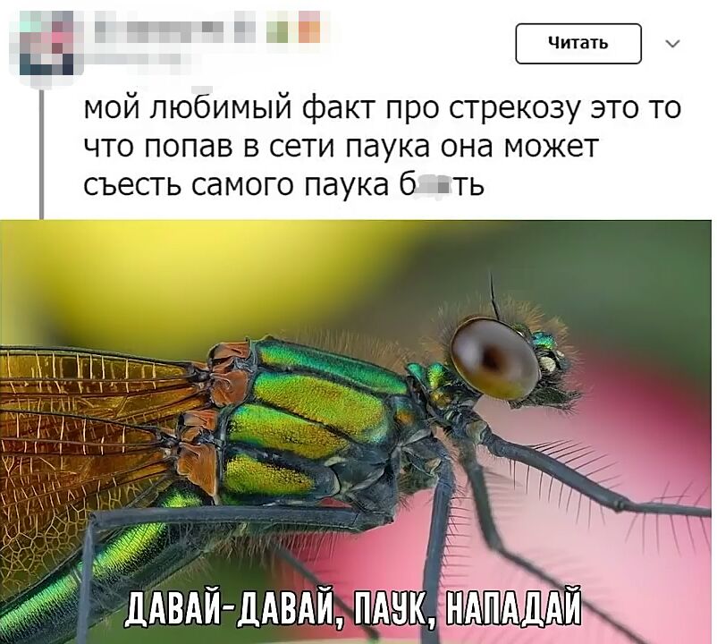 _ мой любимый факт про стрекозу это то что попав в сети паука она может съесть самого паука б ть ДАВАИ ЛАВАИ пдд НАПАДАИ