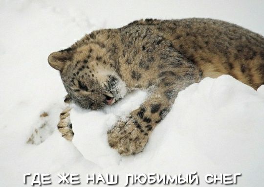 ГіЕ 35 НАШ ВОБУЬЩЫЙ СНЕГ