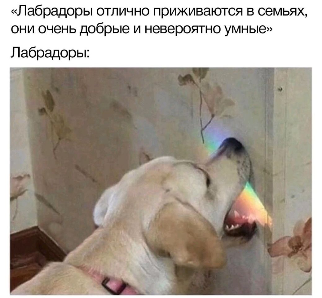 Лабрадоры отлично приживаются в семьях они очень добрые и невероятно умные Лабрадоры