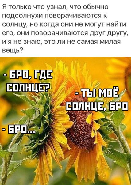 Я ТОЛЬКО ЧТО УЗНЭП ЧТО ОБЫЧНО ПОДСОЛНУХИ поворачиваются К СОПНЦУ НО когда ОНИ не МОГУТ найти его они поворачиваются друг другу и я не знаю это ли не самая милая вещь вип гдв ПЕЁЩЕ ты _мпё ЕППНЦЕ ЕРЦ