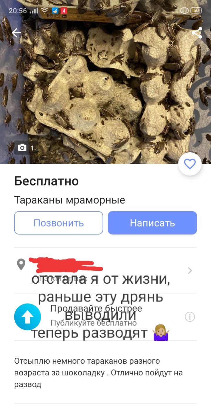Бесплатно Тараканы мраморные О оттепа я от жизни раньше эту дрянь П Регтаёьёыэттте Публикуитеб платно еперь разводят Ц Отсыппю немного тараканов разного возраста за шоколадку Отлично пойдут на развод