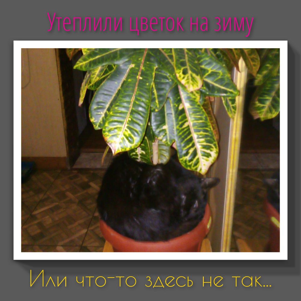 Утеплили цветок на зиму ИАИ чтото зщесь не ток