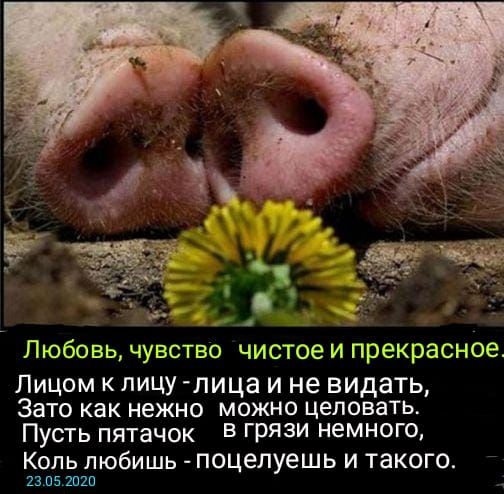 Любовь чувство чистое и прекрасное ЛИЦОМ К ЛИЦУ ЛИЦЗ И не ВИДНТЬ Зато как нежно можно целовать Пусть пятачок В грязи немного КОЛЬ любишь поцелуешь И такого 23051020