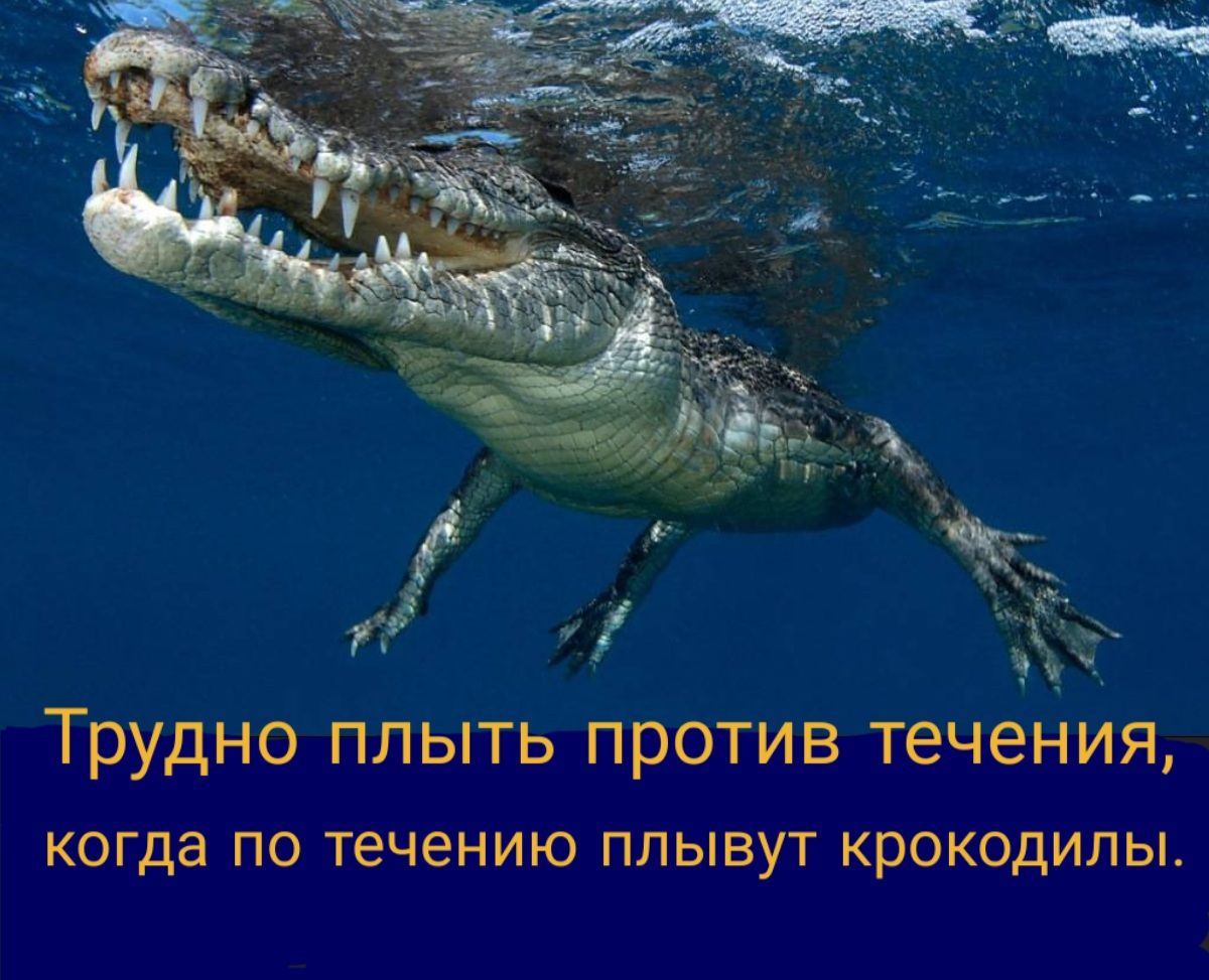 Трудно плыть против течеНия когда ПО течению ПЛЫВУТ КРОКОДИЛЫ