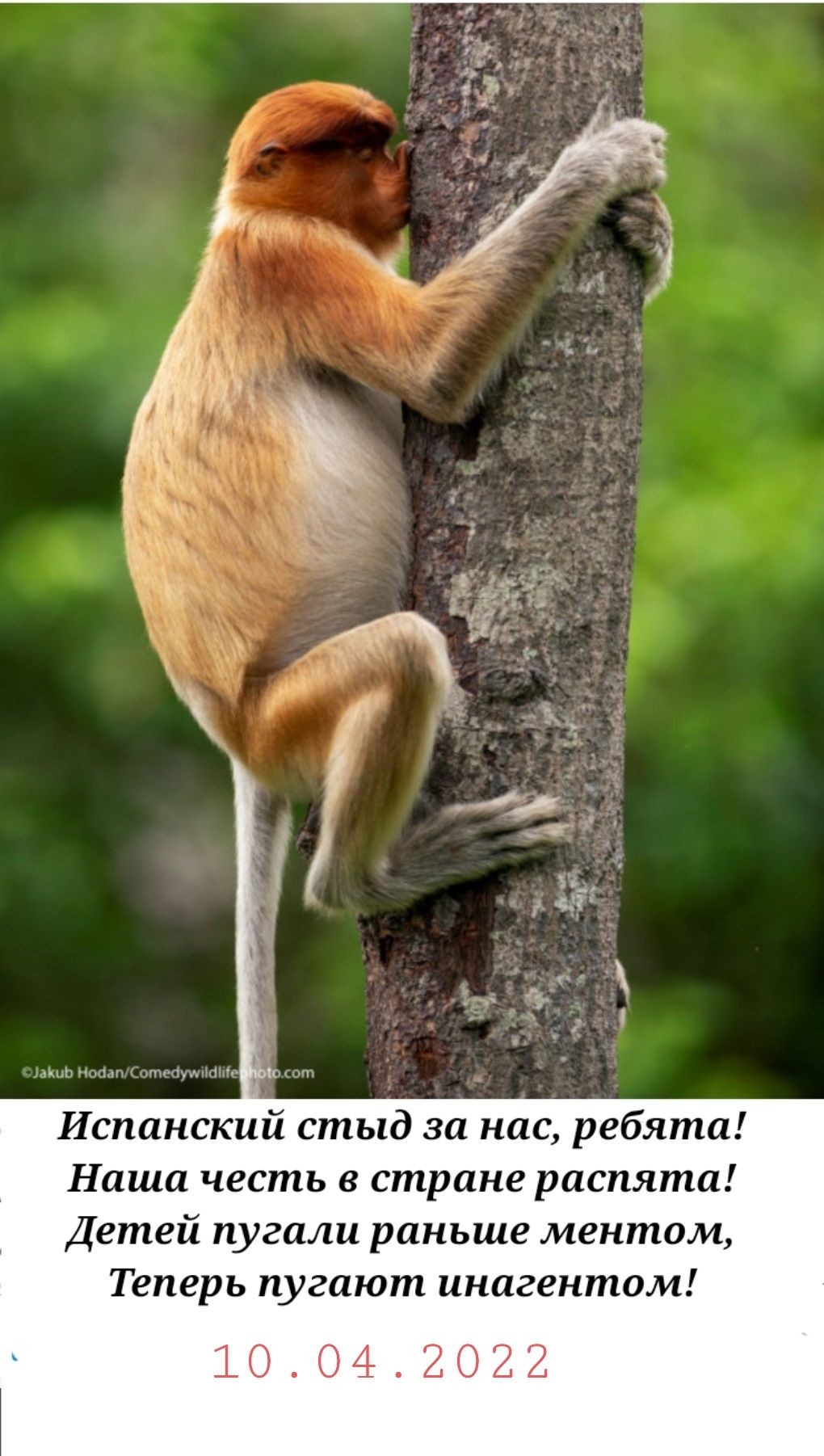 Испанский стыд за нас ребята Наша честь стране распята Детей пугали раньше ментом Теперь пугают инагентом 10042022