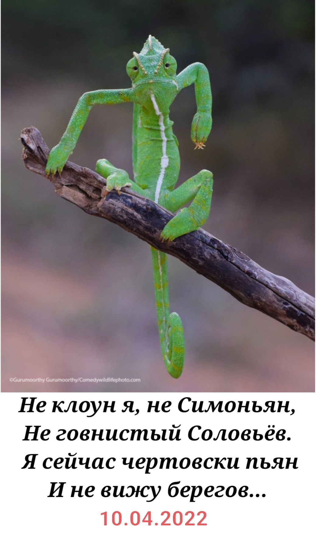 Не клоун я не Симоньян Не говнистый Соловьёв Я сейчас чертовски пьян И не виэюу берегов 1 0042022