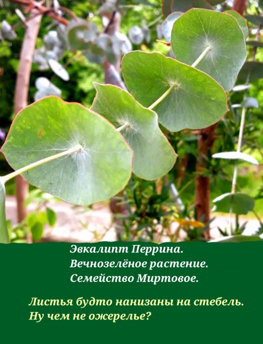 эвкалипт Перринш Вечнозелёкое растение Семейство Миртоаое Листья будто нанизаны на стебель Ну чем не ожерелье