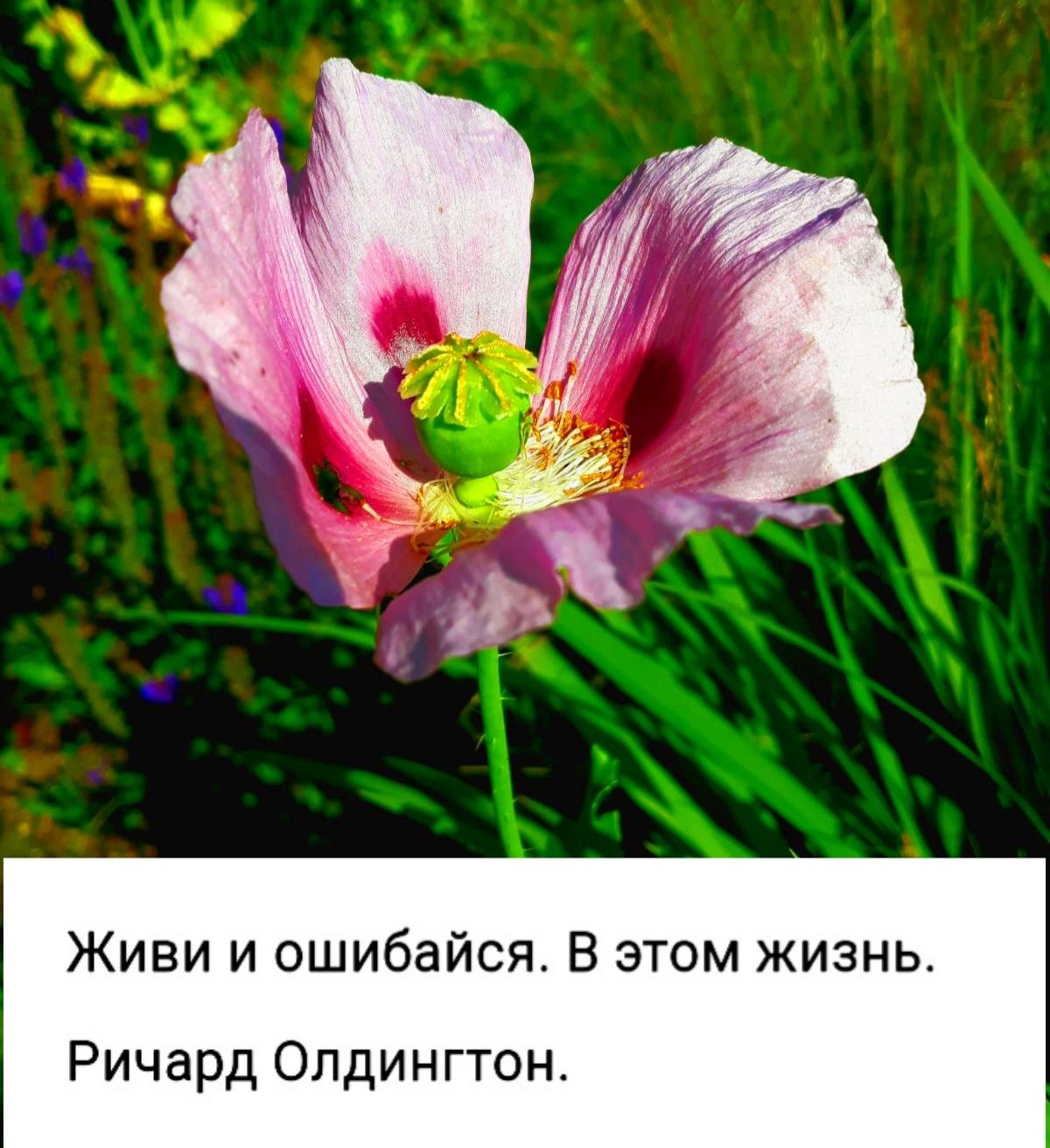 Живи и ошибайся В этом жизнь Ричард Опдингтон