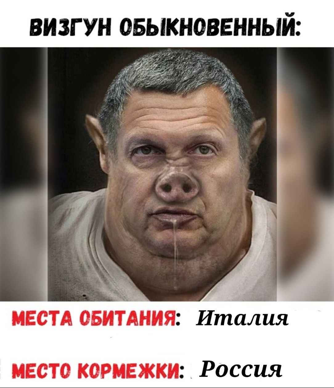 ВИЗГ УН ОБЫКНОВЕННЫЙ МЕСТА овитАиия Италия место КОРМЕЖКИ Россия