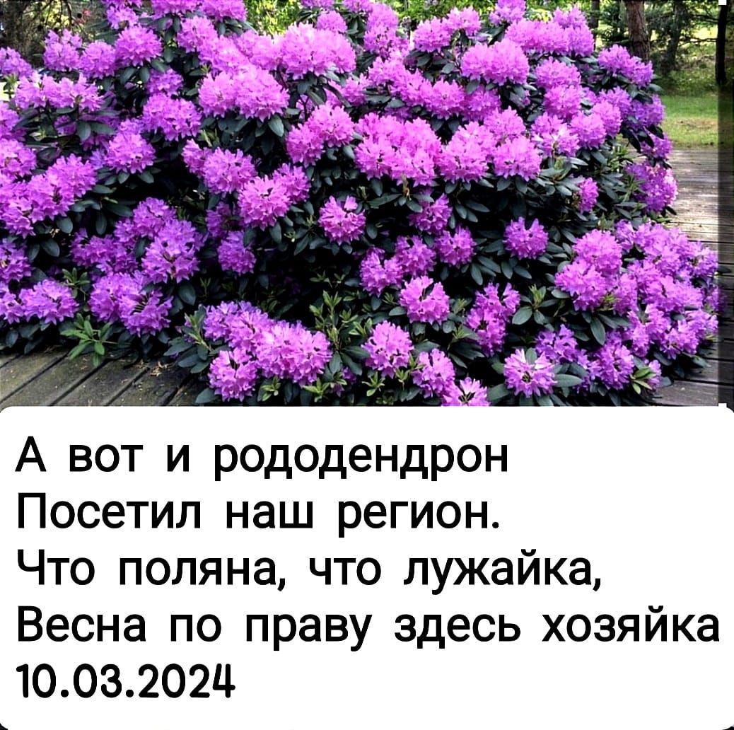 А вот и рододендрон Посетил наш регион Что поляна что лужайка Весна по праву здесь хозяйка 1003202Ц