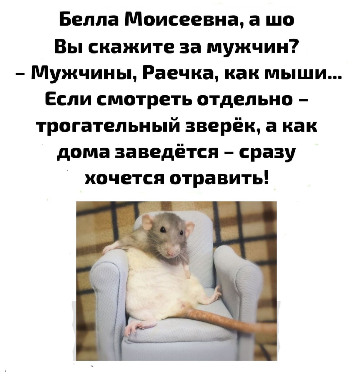Белла Моисеевна а шо Вы скажите за мужчин Мужчины Раечка как мыши Если смотреть отдельно трогательный зверёк а как дома заведётся сразу хочется отравить