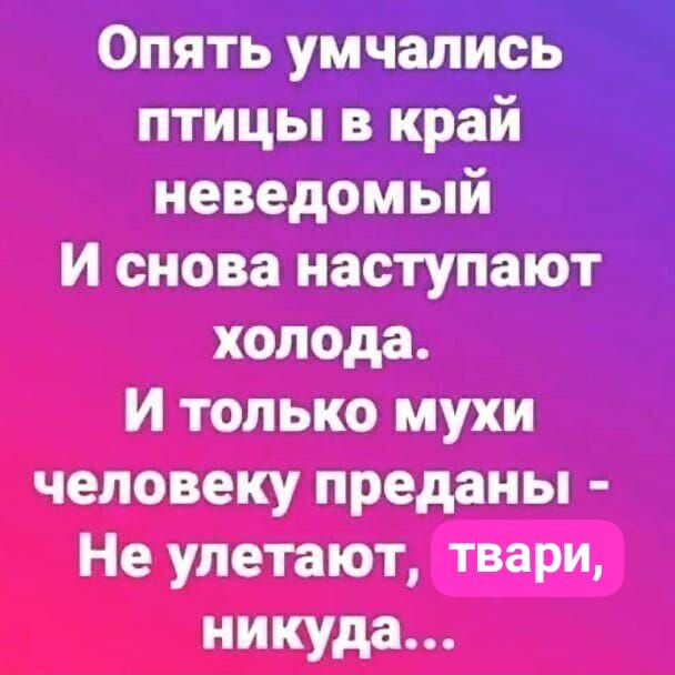 Опять умчались птицы в край неведомый И снова наступают холода И только мухи человеку преданы Не улетают твари никуда