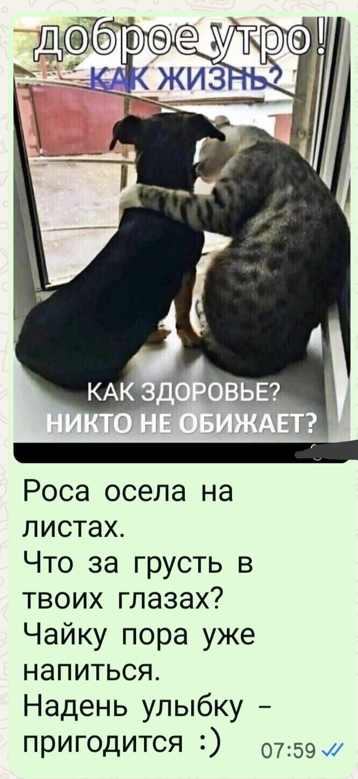 доброе утро! КАК ЖИЗНЬ? КАК ЗДОРОВЬЕ? НИКТО НЕ ОБИЖАЕТ? Роса осела на листах. Что за грусть в твоих глазах? Чайку пора уже напиться. Надень улыбку – пригодится ;)