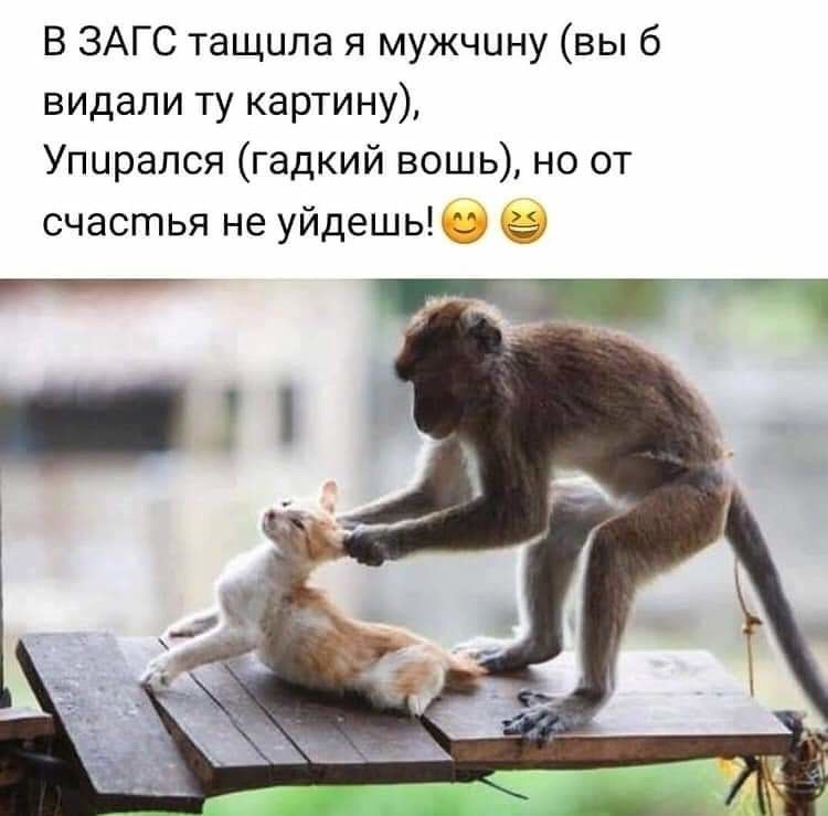 В ЗАГС тащила я мужчину вы 6 видали ту картину Упирался гадкий вошь но от счастья не уйдешь _ __