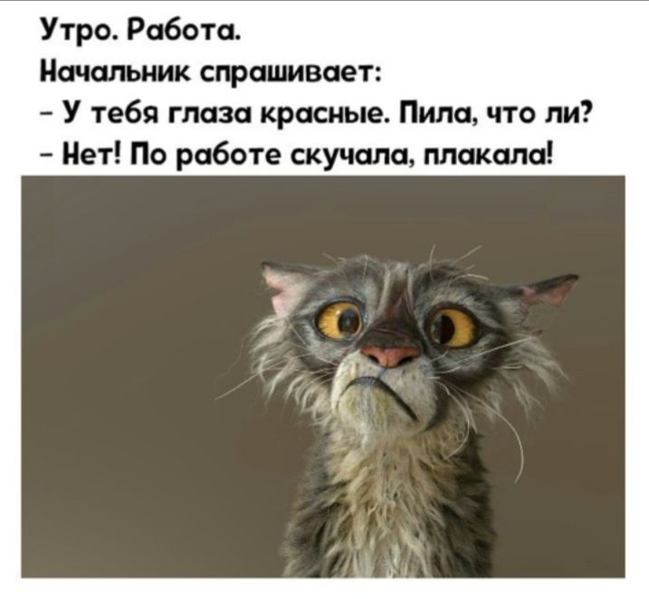 Утро Работа Начальник спрашивает У тебя глаза красные Пила что ли Нет По работе скучала плакала