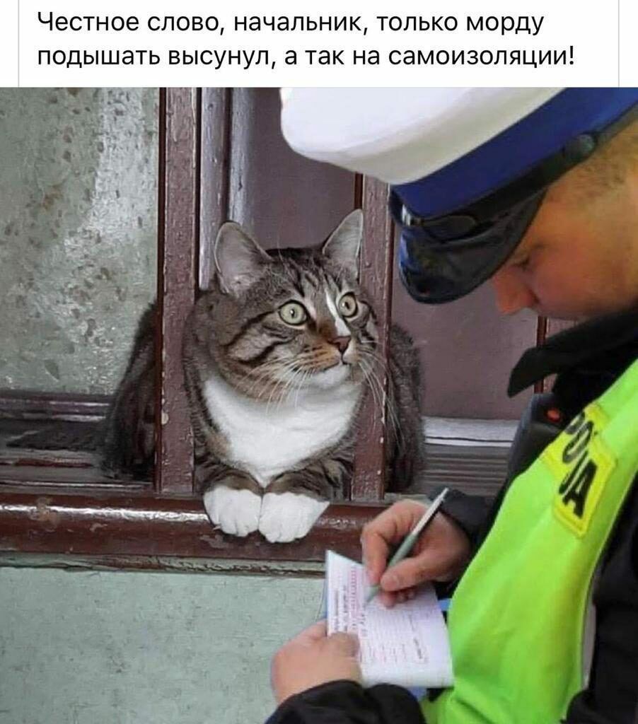 Честное слово начальник только морду подышать высунул а так на самоизоляции