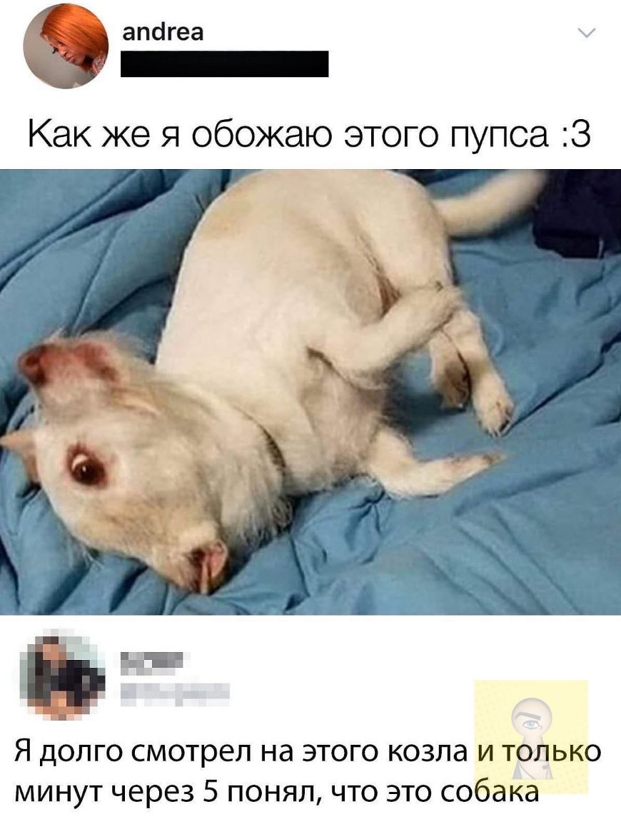 апагеа _ Как же я обожаю этого пупоа 3 Я долго смотрел на этого козла и только минут через 5 понял что это собака