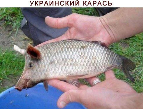 УКРАИНСКИИ КАРАСЬ