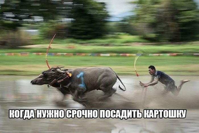 когданинно срочно посадить нартошку я