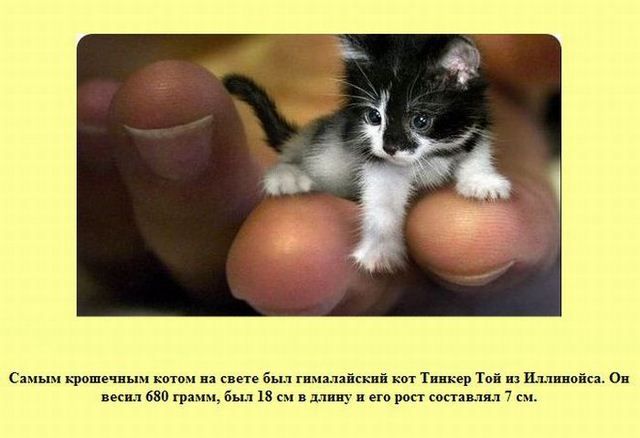 с китом гималайский кот Тввквр Той из птицы Ов вши ввп гран был 18 см дли и рост сос пки 7