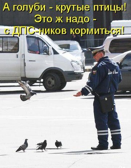 А голуби крутые птицы Это ж надо ПДСг ков кормит вы