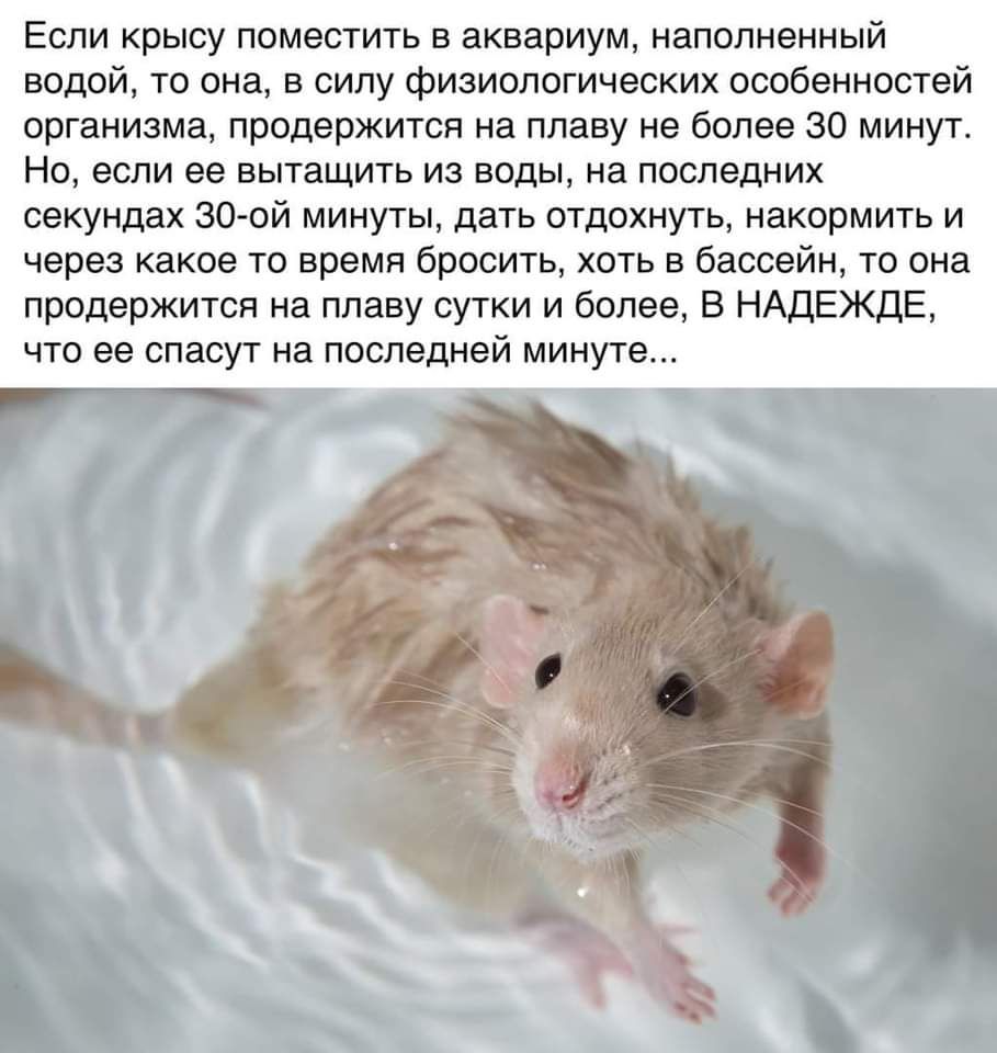 Если крысу поместить в аквариум наполненный водой то она в силу физиологических особенностей организма продержится на плаву не более 30 минут Но если ее вытащить из воды на последних секундах зо ой минуты дать отдохнуть накормить и через какое то время бросить хоть в бассейн то она продержится на плаву сутки и более В НАДЕЖДЕ что ее спасут на последней минуте 1 а