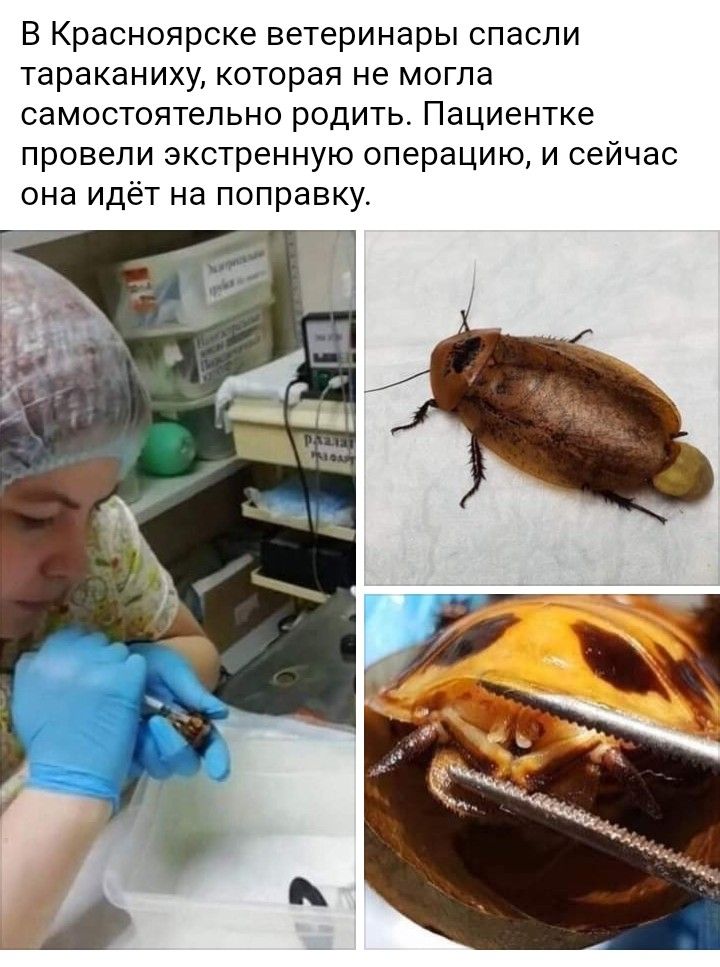 В Красноярске ветеринары спасли тараканиху которая не могла самостоятельно родить Пациентке провели экстренную операцию и сейчас она идёт на поправку