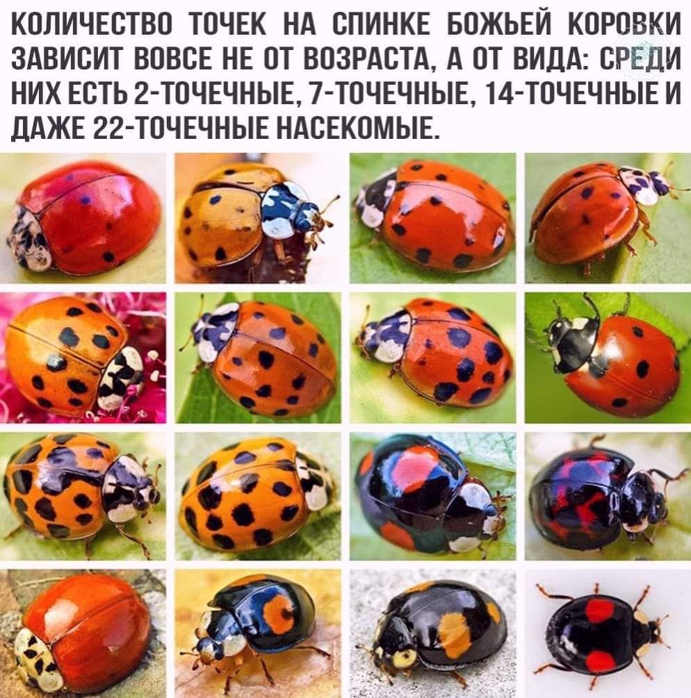 КОЛИЧЕСТВО ТОЧЕК НА СПИНКЕ БОЖЬЕИ КОРОВКИ ЗАВИСИТ ВОВСЕ НЕ ОТ ВОЗРАСТА А ОТ ВИДА СРЕДИ НИХ ЕСТЬ 2 ТОЧЕЧНЫЕ 7 ТОЧЕЧНЫЕ 14 ТОЧЕЧНЫЕ И ДАЖЕ 22 ТОЧЕЧНЫЕ НАСЕКОМЫЕ Ё Ё і