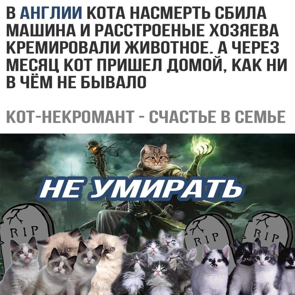 В АНГЛИИ КОТА НАСМЕРТЬ СБИЛА МАШИНА И РАССТРОЕНЫЕ ХСЗЯЕВА КРЕМИРСВАЛИ ЖИВОТНОЕ_А ЧЕРЕЗ МЕСЯЦ КОТ ПРИШЕЛ ДСМСИ КАК НИ В ЧЕМ НЕ БЫВАЛС КОТ НЕКРОМАНТ СЧАСТЬЕ В СЕМЬЕ нЕУИИРДЁ