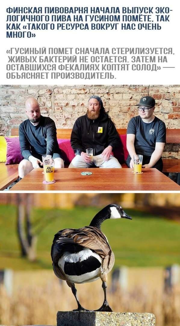ФИНСКАЯ ПИВПВАРНЯ НАЧАЛА ВЫПУСК ЭК0 ПОГИЧНПГП ПИВА НА ГУСИНОМ ППМЁТЕ ТАК АКЛАНК НБАКПГО РЕСУРСА ВПКРУГ НАС ОЧЕНЬ ГУСИНЫИ ППМЕТ СНАЧАЛА СТЕРИЛИЗУЕТСЯ ЖИВЫХ БАКТЕРИИ НЕ ОСТАЕТСЯ ЗАТЕМ НА ПСТАВШИХСЯ ФЕКАЛИЯХ КППТПТ СПППЦ ПБЬЯСНЯЫ ПРПИЗВПЦЩЕЛЬ