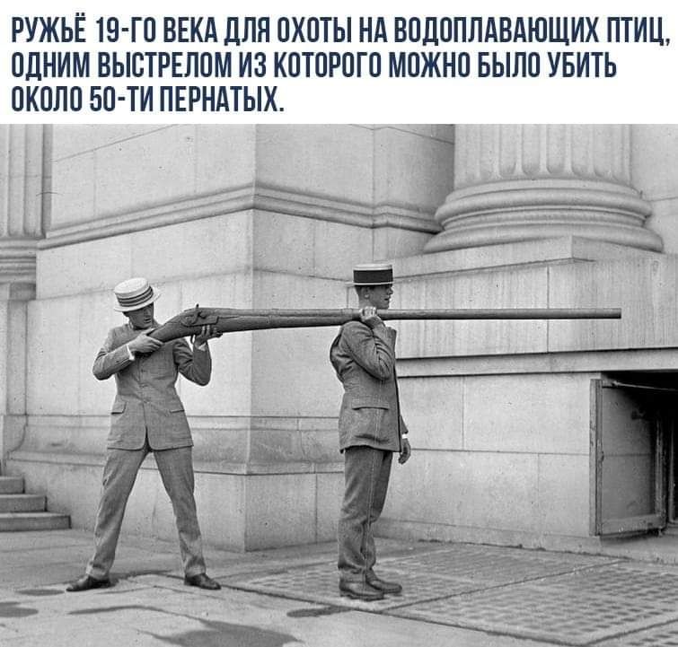 РУЖЬЁ 19 ГО ВЕКА ДЛЯ ОХОТЫ НА ВОДОПЛАВАЮЩИК ПТИЦ ОДНИМ ВЫСТРЕЛОМ ИЗ КОТОРОГО МОЖНО БЫЛО УБИТЬ ОКОЛО БО ТИ ПЕРНАТЫК