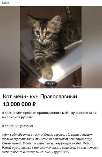 _ д и 1 Кот мейн кун Православный 13 000 000 Е в Кракнпдарэ придают рамшавиот мцймуиа за 13 миппипипв рублей Вппикании укаэанп хот пабподле ш литы очень нгрующий т и лежит лиш принтумы тгм спмым птгвнявт мышиную алу Оченьумнь в дом пускает толька верующиутадец Любит Выпей ижиеаетш ппликытвльными кишками в наи чгтырэ мэшща винт А килогрпмдщ кшлмыйдо