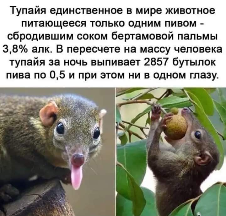 Тупайя единственное в мире животное питающееся только одним пивом сбродившим соком бертамовой пальмы 38 алк В пересчете на массу человека тупайя за ночь выпивает 2857 бутылок пива по 05 и при этом ни в одном глазу