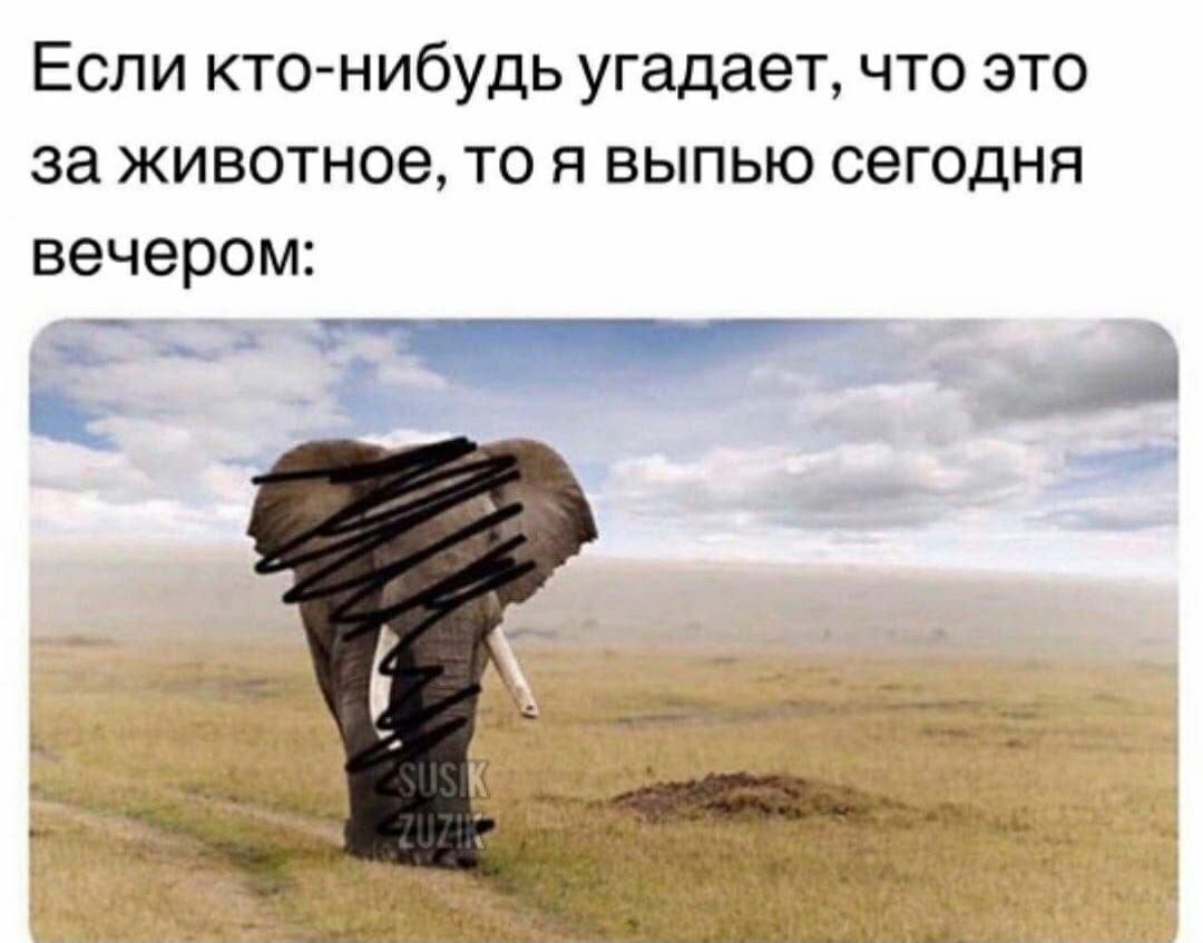 Если кто нибудь угадает что это за животное то я выпью сегодня вечером _