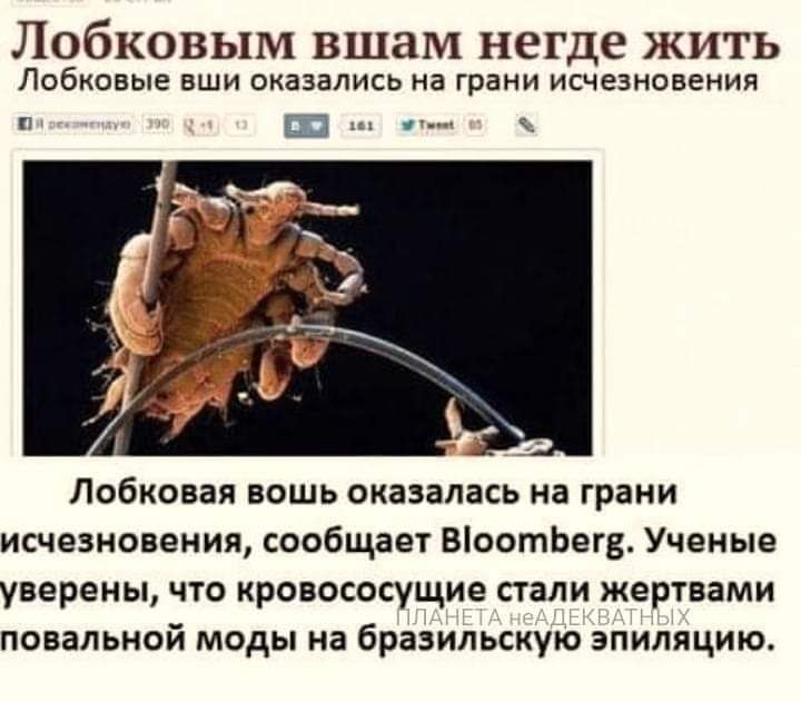 ЛОбКОВЬПМ ВШЗМ негде ЖИТЬ Лобковые ВШИ оказались на грани исчезновения н т Лобковая вошь оказалась на грани исчезновения сообщает ВіоотЬегв Ученые уверены что кровососущие стали жертвами повальной моды на бразильскую эпиляцию