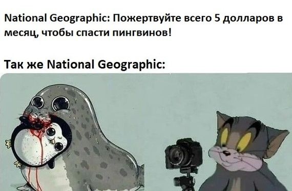 Масіопаі беовгарЬіс Пожертвуйте всего 5 долларов в месяц чтобы спасти пингвинов Так же Масіопа беоегарніс