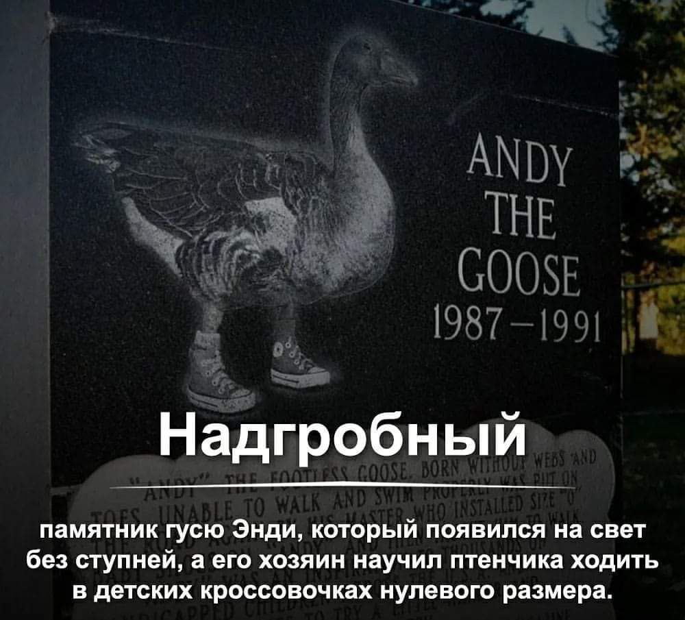 АМ Ш Надгробн ый ПЗМЯТНИК ГУСЮ ЭНДИ КОТОРЫЙ появился на СВЭТ без СТУПНЕЙ а его ХОЗЯИН НЗУЧИП птенчика ХОДИТЬ В ДЕТСКИХ КРОССОВОЧКЗХ НУПЕВОГО размера