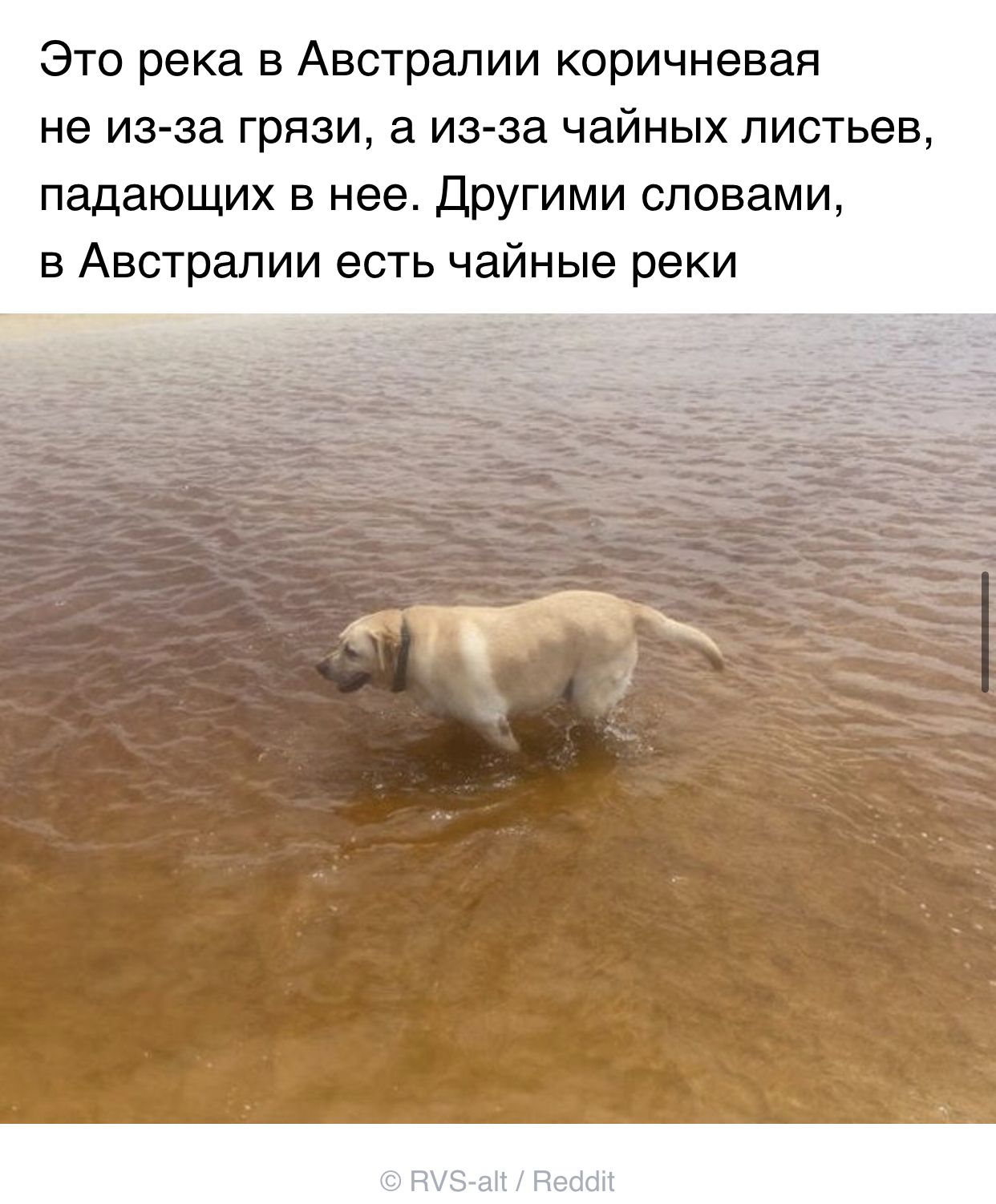 Это река в Австралии коричневая не из за грязи а из за чайных листьев падающих в нее Другими словами в Австралии есть чайные реки кг_ НУЗап Неббіт