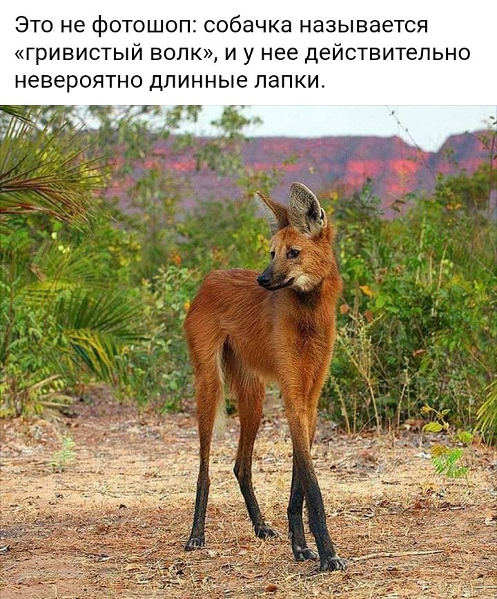 ЭТО не фОТОШОПЗ собачка называется ГРИВИСТЫЙ ВОЛК И У нее ДЕЙСТВИТЕЛЬНО невероятно ДЛИННЫЭ ЛдПКИ