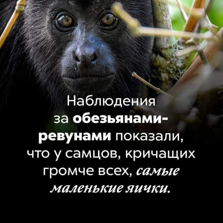 Наблюдения за обезьянами ревунами показали что у самцов кричащих громче всех самые маленькие яички