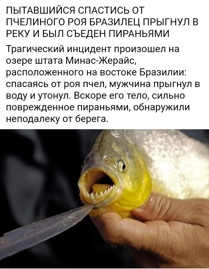 ПЫТАВШИЙСЯ СПАСТИСЬ ОТ ПЧЕЛИНОГО РОЯ БРАЗИЛЕЦ ПРЫГНУЛ В РЕКУ И БЫЛ СЪЕДЕН ПИРАНЬЯМИ Трагический инцидент произошел на озере штата МинасЖерайс расположенного на востоке Бразилии спасаясь от роя пчел мужчина прыгнул в воду и утонул Вскоре его тело сильно поврежденное пираньями обнаружили неподалеку от берега