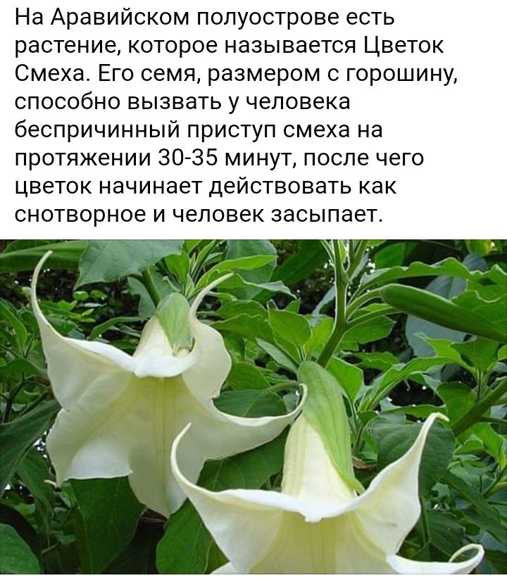 На Аравийском полуострове есть растение которое называется Цветок Смеха Его семя размером с горошину способно вызвать у человека беспричинный приступ смеха на протяжении 3035 минут после чего цветок начинает действовать как снотворное и человек засыпает
