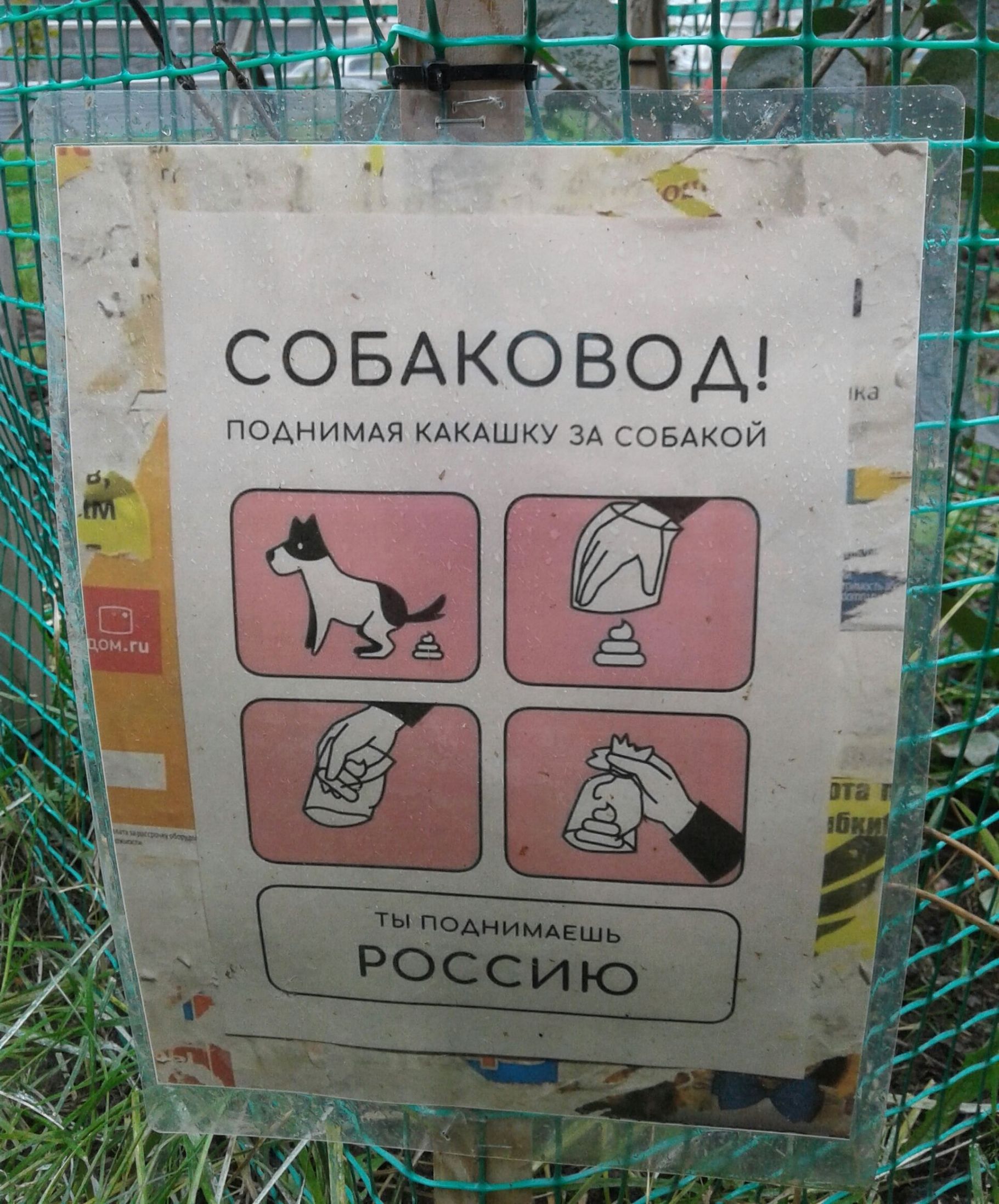 СОБАКОВОА ПОАНИМАЯ КАКАШКУ ЗА СОБАКОЙ